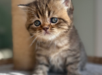 Persy - Scottish Straight Kitten For Sale - Kansas City&comma; MO&comma; US