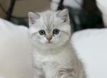 Lord of the rings - Scottish Straight Kitten For Sale - Celebration&comma; FL&comma; US