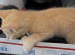 Polydactyl Phoenix of Maya - Polydactyl Kitten For Sale - 