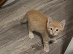 Griffin of Maya - Domestic Kitten For Sale - WI&comma; US