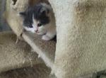 Chris - Persian Kitten For Sale - Bourbonnais&comma; IL&comma; US