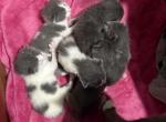 grey and grey and white manx kittens - Manx Kitten For Sale - 