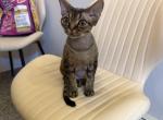 Bart - Devon Rex Kitten For Sale - Brooklyn&comma; NY&comma; US