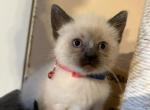 Lucy - Siamese Kitten For Sale - Conger&comma; IA&comma; US