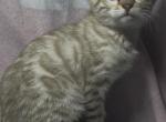 Orion - Bengal Kitten For Sale - South Elgin&comma; IL&comma; US