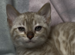 Lyra - Bengal Kitten For Sale - South Elgin&comma; IL&comma; US