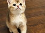 Pudding - British Shorthair Kitten For Sale - Fairfax&comma; VA&comma; US