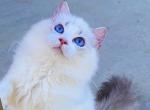 queenie - Ragdoll Kitten For Sale - 