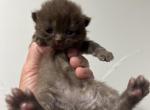 Pho Reserved - Brazilian Shorthair Kitten For Sale - Englewood&comma; CO&comma; US
