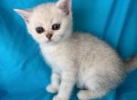 Snow - British Shorthair Kitten For Sale - 