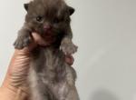 Peanut - British Shorthair Kitten For Sale - Englewood&comma; CO&comma; US