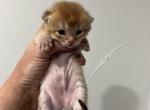 Coco - British Shorthair Kitten For Sale - Englewood&comma; CO&comma; US