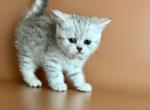 Moonlight - British Shorthair Kitten For Sale - 