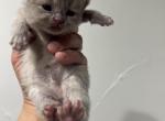 Mella - British Shorthair Kitten For Sale - Englewood&comma; CO&comma; US