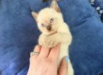 The Cuddle Cloud Litter - Siamese Kitten For Sale - Boston&comma; MA&comma; US