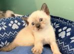 The Cuddle Cloud Litter - Siamese Kitten For Sale - Morristown&comma; NJ&comma; US