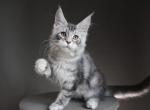 Ragnar - Maine Coon Kitten For Sale - Las Vegas&comma; NV&comma; US