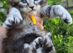 EnJoy - Maine Coon Kitten For Sale - Pensacola&comma; FL&comma; US