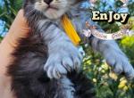 EnJoy - Maine Coon Kitten For Sale - 