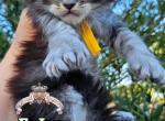 EnJoy - Maine Coon Kitten For Sale - Pensacola&comma; FL&comma; US