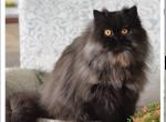 Duke - Persian Cat For Sale/Retired Breeding - Delta&comma; PA&comma; US