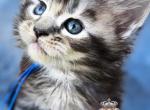 Erica - Maine Coon Kitten For Sale - 