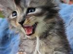 Eudora - Maine Coon Kitten For Sale - 