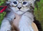 Eclaire - Maine Coon Kitten For Sale - 