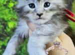 Eclaire - Maine Coon Kitten For Sale - Pensacola&comma; FL&comma; US