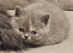 nr 1 - Exotic Kitten For Sale - Escondido&comma; CA&comma; US