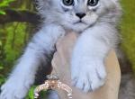 Erebus - Maine Coon Kitten For Sale - Pensacola&comma; FL&comma; US