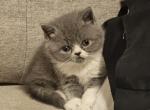 nr 2 - Exotic Kitten For Sale - Escondido&comma; CA&comma; US