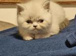nr 3 - Exotic Kitten For Sale - Escondido&comma; CA&comma; US