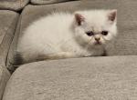 nr 4 - Exotic Kitten For Sale - Escondido&comma; CA&comma; US