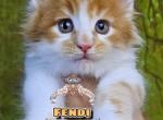 Fendi - Maine Coon Kitten For Sale - Pensacola&comma; FL&comma; US