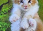 Fendi - Maine Coon Kitten For Sale - Pensacola&comma; FL&comma; US
