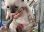 Yoshi - Siamese Kitten For Sale - Charlotte&comma; NC&comma; US