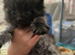 Bear - Persian Kitten For Sale - 