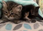 Sunflower - Persian Kitten For Sale - 