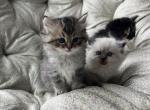 Susa - Persian Kitten For Sale - 