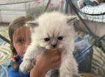 Cuddle Bear - Persian Kitten For Sale - Charlotte&comma; NC&comma; US