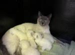 Siamese  litter - Siamese Kitten For Sale - Charlotte&comma; NC&comma; US