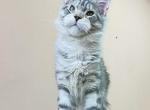 European TICA FIFe WCF Registered Cattery - Maine Coon Kitten For Sale - DC&comma; US