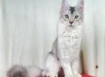 European TICA  FIFe  WCF Registered Cattery - Maine Coon Cat For Sale - DC&comma; US