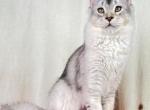 Silver Maine Coon Female - Maine Coon Cat For Sale - 