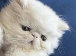 Persian white litter - Persian Kitten For Sale - Palm Coast&comma; FL&comma; US