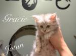 Gracie - Maine Coon Kitten For Sale - Greensburg&comma; IN&comma; US