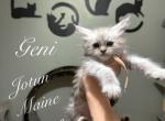 Geni - Maine Coon Kitten For Sale - Greensburg&comma; IN&comma; US