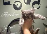 Fletcher - Maine Coon Kitten For Sale - Greensburg&comma; IN&comma; US