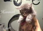 Hannah - Maine Coon Kitten For Sale - 